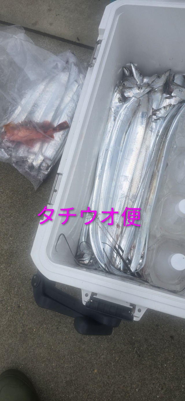 タチウオ