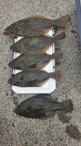 ヒラメ
