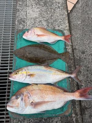 マダイ・ヒラメ