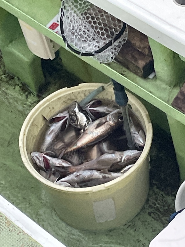 クロムツ