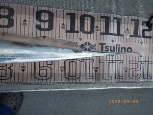 タチウオ