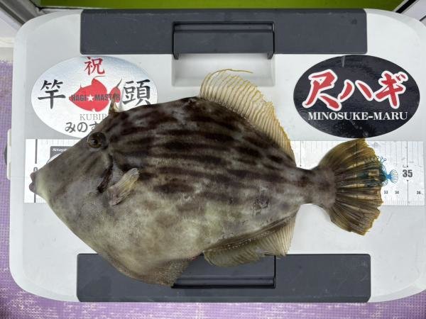 カワハギ