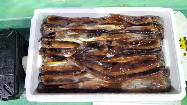 スルメイカ