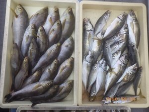 アジ(マアジ)・イサキ