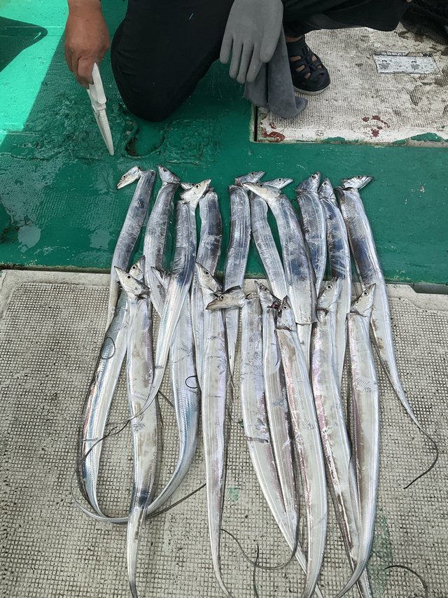 タチウオ