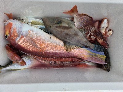 ハナダイ(チダイ)・アジ(マアジ)・アマダイ(アカアマダイ)・ウマヅラ(ウマヅラハギ)