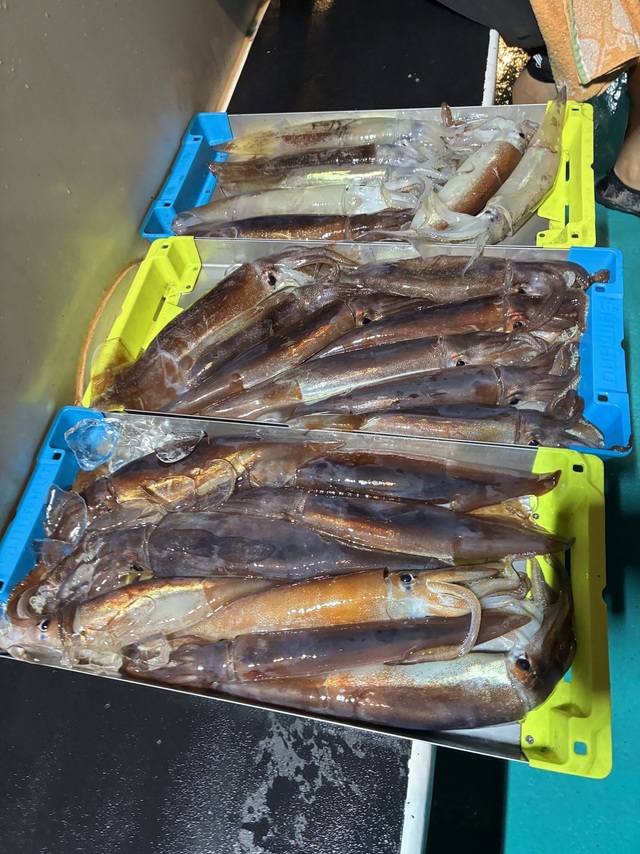 スルメイカ