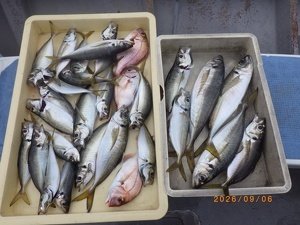 アジ(マアジ)