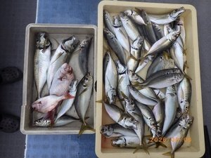 アジ(マアジ)