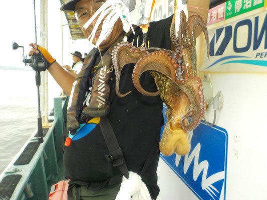マダコ