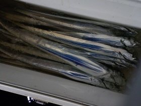 タチウオ