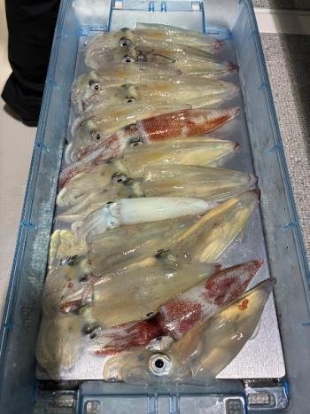 マイカ(ケンサキイカ)