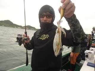 アオリイカ