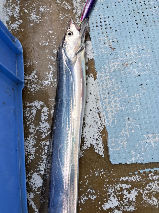 タチウオ