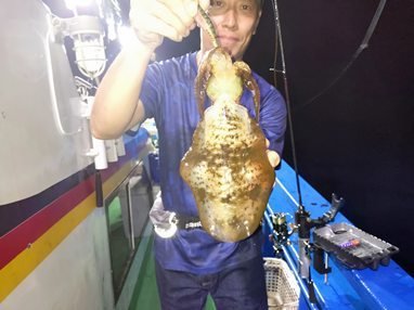 アオリイカ