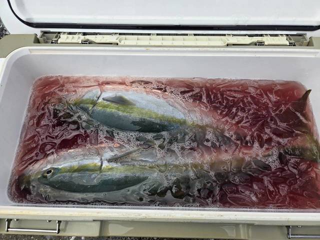 ワラサ(ブリ)