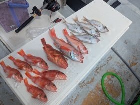 アカムツ・カサゴ・シロムツ(オオメハタ)・メイゴ(クログチ)