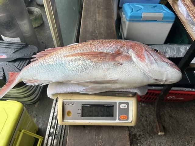 マダイ