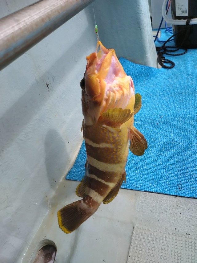 アオハタ