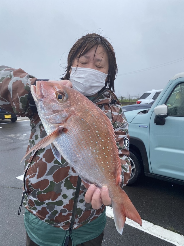 マダイ