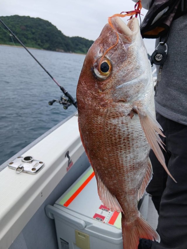 マダイ