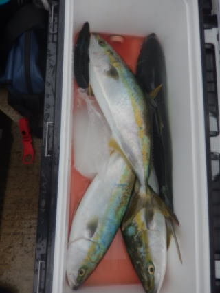 イナダ(ブリ)