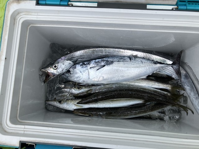 カマス(アカカマス)
