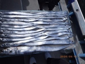 タチウオ