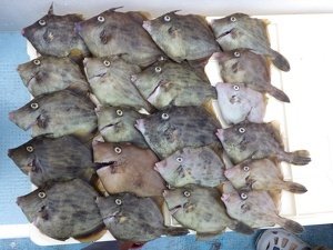 カワハギ