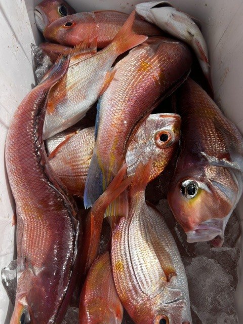 アマダイ(アカアマダイ)・イトヨリ(イトヨリダイ)