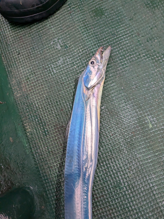 タチウオ