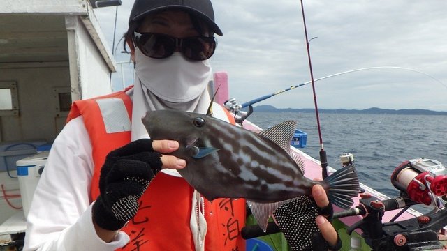 ウマヅラハギ