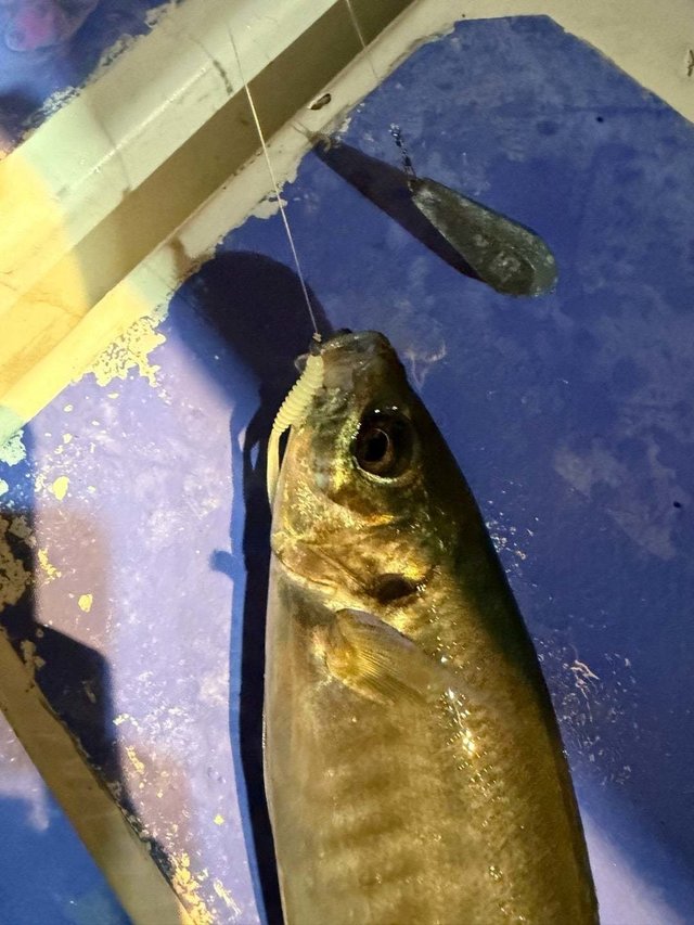 アジ(マアジ)