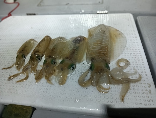 アオリイカ