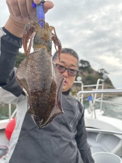 アオリイカ