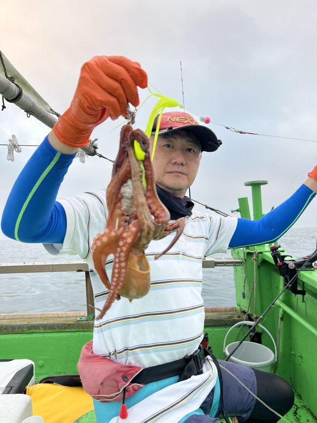 マダコ