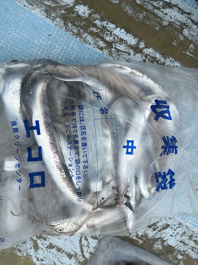 タチウオ