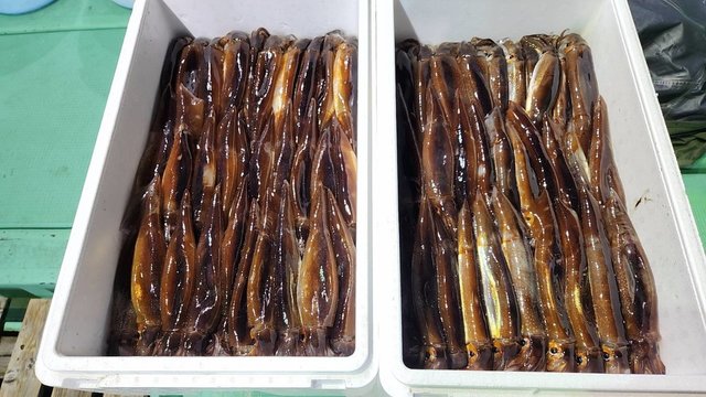スルメイカ