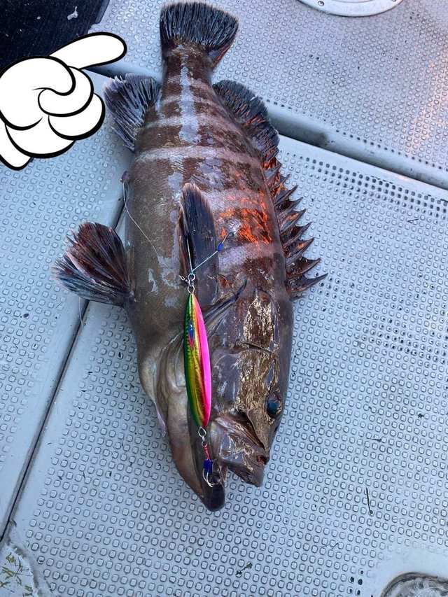 マハタ