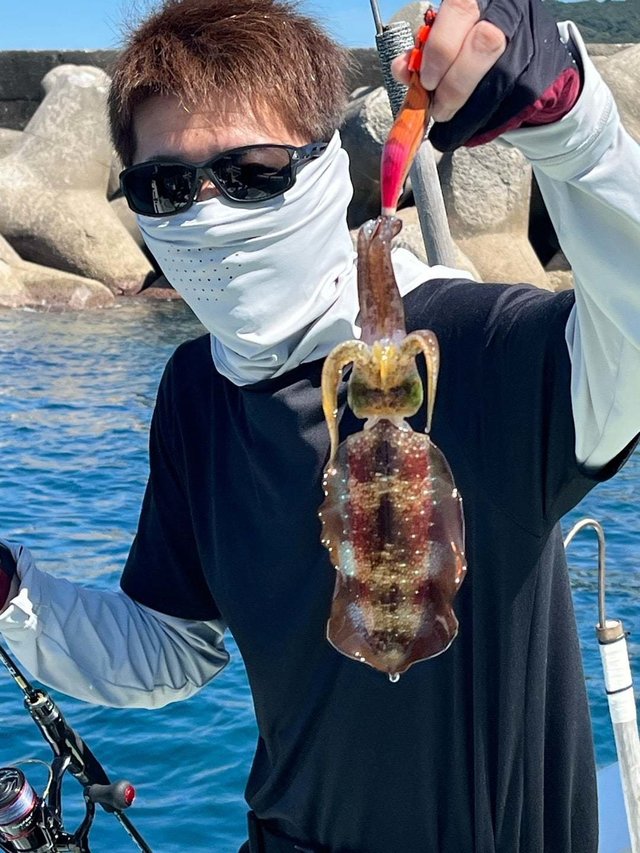 アオリイカ
