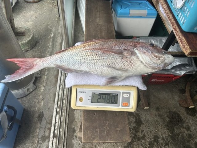 マダイ