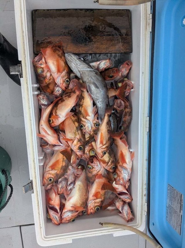 メバル