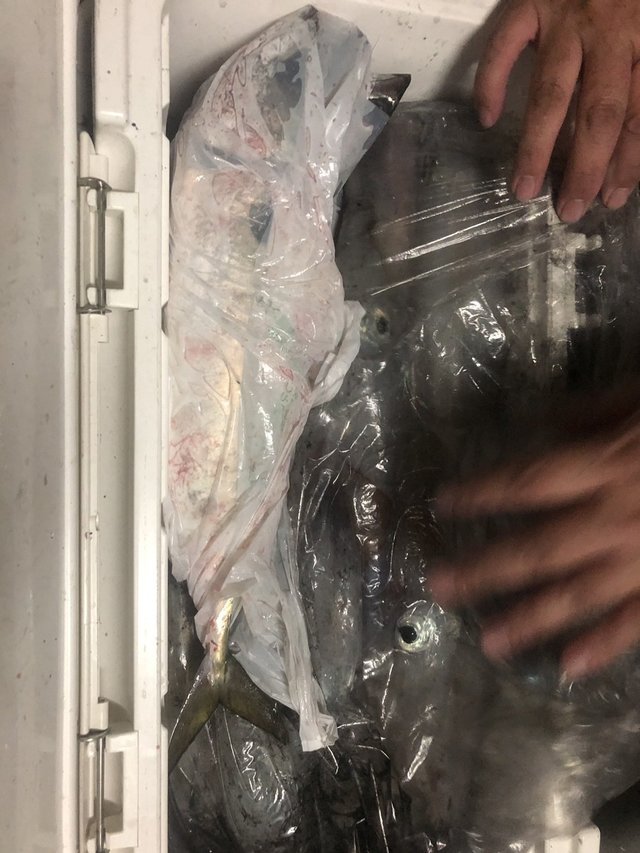 ヤリイカ
