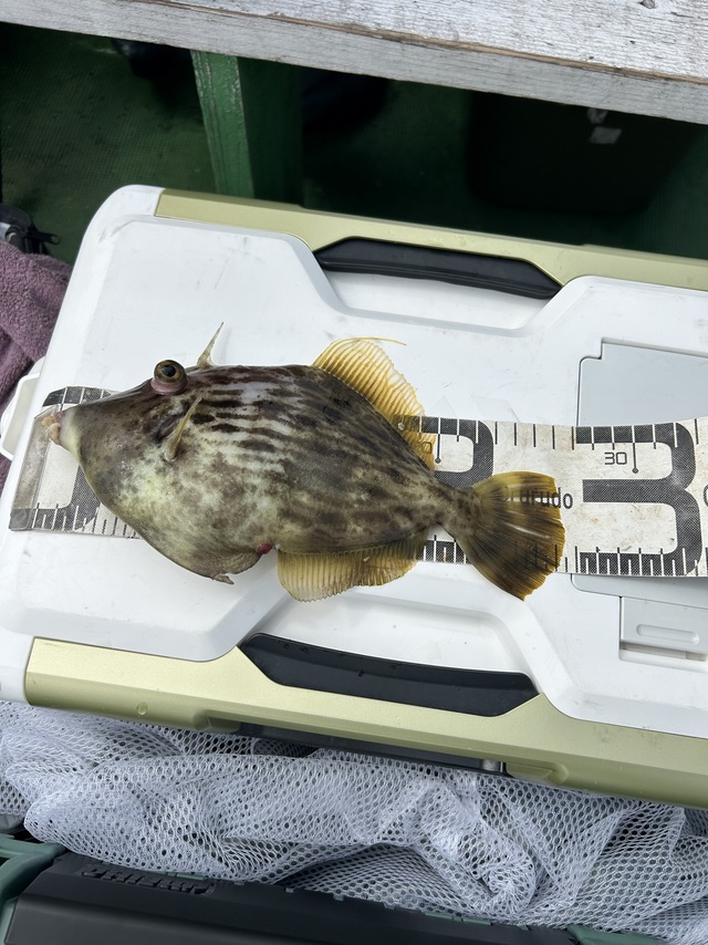 カワハギ