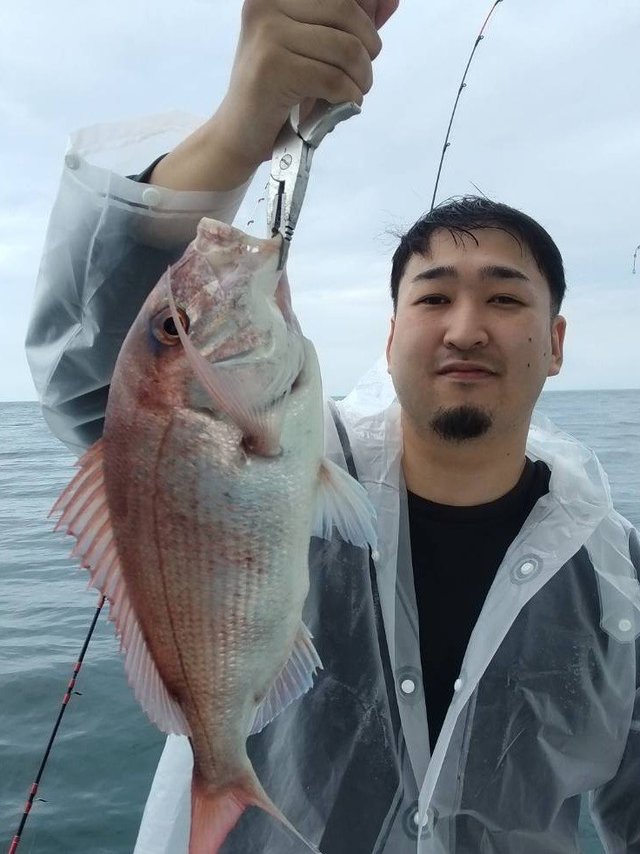 マダイ