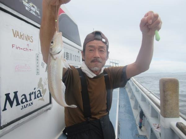 シロギス