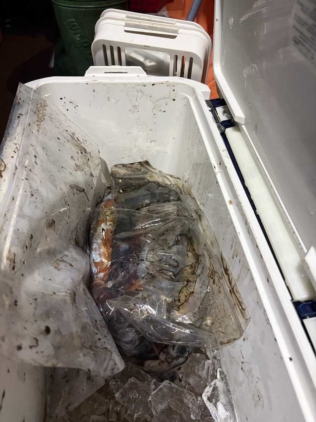 ムラサキイカ・スジイカ