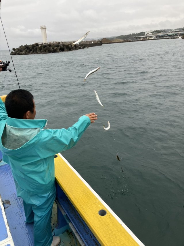 カマス(アカカマス)