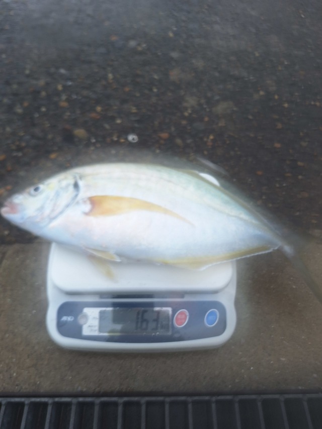 シマアジ