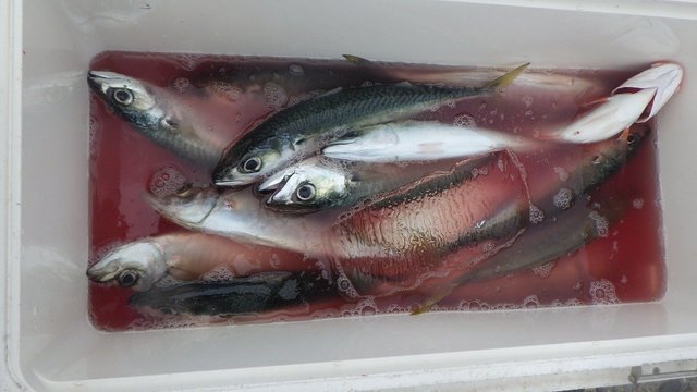 アジ(マアジ)